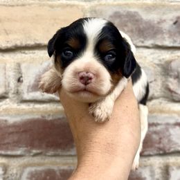 Tri Boy - Tri-color male Cavapoo puppy in Redding, California from Lipscomb Doodles