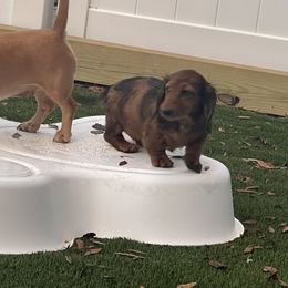 Dachshund Puppies from EntityDachs