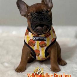 Yellow Collar Tiny Boy - Fawn male French Bulldog puppy in Dothan, Alabama from Elite Sweet Frenchies