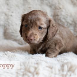 Poppy - Brindle female Dachshund puppy in Liberty Hill, Texas from CTX Doxies