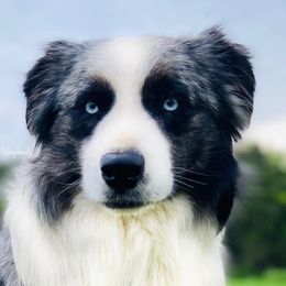 Poke - Miniature Australian Shepherd