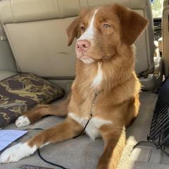 Nova Scotia Duck Tolling Retrievers from Mountain Ranch Tollers