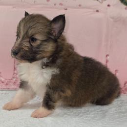 Pretzel - Sable and white female Shetland Sheepdog puppy in Citra, Florida from Southpaw Herders LLC