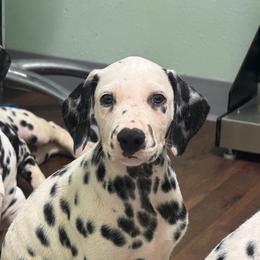 Bluebell - White and black male Dalmatian puppy in Austin, Texas from Dazzling Dalz