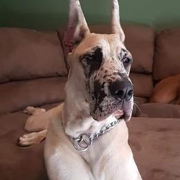 Juna - Great Dane