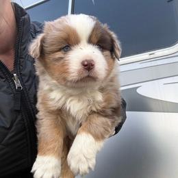 Merle 1 - Red merle male Miniature American Shepherd puppy in Centerville, Washington from Turnin Heads