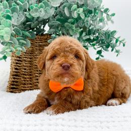 Knox - Red  male Goldendoodle puppy in North Carolina from NC Doodle Puppies