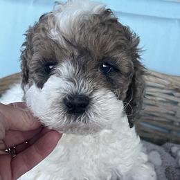 Jingle - Parti male Goldendoodle puppy in Cherry Tree, Pennsylvania from Plum Creek Acres Next Generation