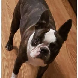 Tesla - Boston Terrier