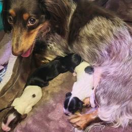 Yoshie - Chocolate and tan male Dachshund puppy in Austin, Texas from Glorious Minis