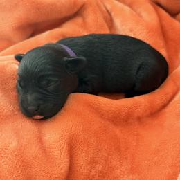 Purple Collar - Black female Labrador Retriever puppy in Port Saint Lucie, Florida from Fleeher Labradors