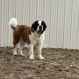 Keili - Mahogany and white female Saint Bernard puppy in Wellington, Colorado from Thunder Keg St. Bernards