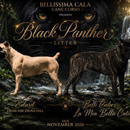 Cane Corso puppies from Bellissima Cala Cane Corso