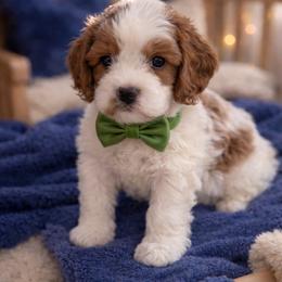 Truffle - White male Cavapoo puppy in Ormond Beach, Florida from Florida Coast Doodles