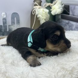 Bean - Black and cream male Dachshund puppy in Rio Linda, California from Destiny's Mini Doxies