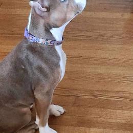 American Bully Puppies from Night Court Bullies