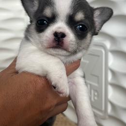 Morgan Blue Tri 7000 - Blue and white male Chihuahua puppy in Huntington Beach, California from Amy’s Chihuahuas
