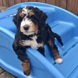 Bernedoodle and Goldendoodle Puppies from Candy Doodles