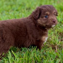 Cardinal - Red tri male Toy Australian Shepherd puppy in Smithville, Arkansas from Cooper Creek Aussies