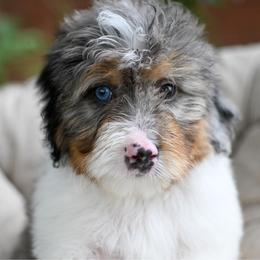 Briggs - Grey and white male Bernedoodle puppy in Ogden, Utah from Stanger Farms