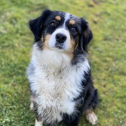 Juneau - Australian Shepherd