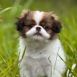 Bernie - Sable and white male Japanese Chin puppy in Kealakekua, Hawaii from A few of my favorite Japanese Chins