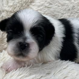 Full AKC Female 1 - Black female Pekingese puppy in Pennsylvania from Triple I Pekes