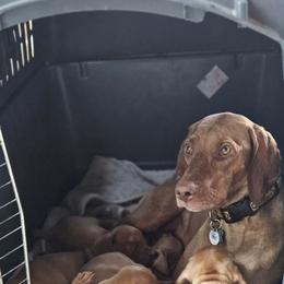 Vizsla Puppies from Driftless Vizslas