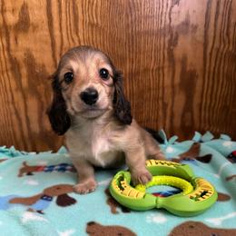 Freya   (Janet) - Cream female Dachshund puppy in Wolf Lake, Indiana from Canisteo Dachshunds