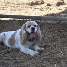 Cocker Spaniel All Grown Up from All American Cocker Spaniels