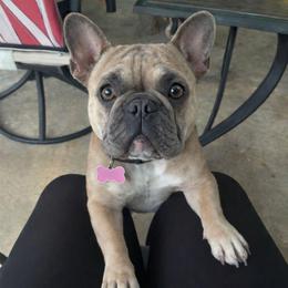 Zoe - French Bulldog
