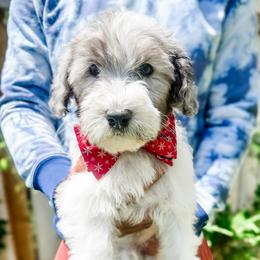 Stetson - Parti male Goldendoodle puppy in Mountain Home, Idaho from MightyDoods