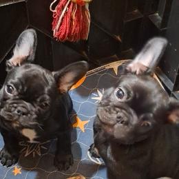 French Bulldogs from TRBC Frenchies