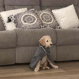 Goldendoodle Puppies from Sugarspicedoodles