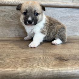 Camellia - Sable female Pembroke Welsh Corgi puppy in Phelan, California from Desert Sunset Pembroke Welsh Corgis