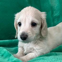 AKC Collins - Cream male Dachshund puppy in Memphis, Tennessee from River City Doxies