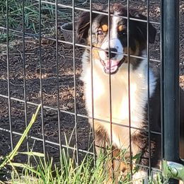 Pru - Black Miniature Australian Shepherd puppy in Texas from Rockin' A Miniatures