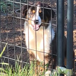 Pru - Black Miniature Australian Shepherd puppy in Texas from Rockin' A Miniatures