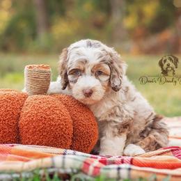 Aussiedoodle Puppies from Dani's Dandy Doodles