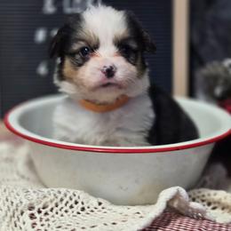 1 Orange collar female - Black and tan female Pembroke Welsh Corgi puppy in Harrisburg, Illinois from Parish Corgis