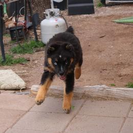 Leroy - Black tri-color male Australian Shepherd puppy in Sonoita, Arizona from Gardner Canyon Kennels
