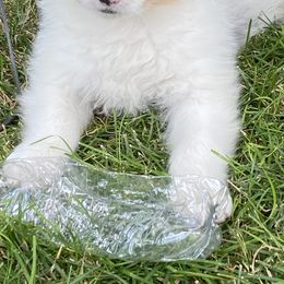 Australian Shepherd Puppies from Antique Aussies