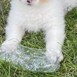 Australian Shepherd Puppies from Antique Aussies