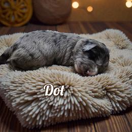 Dot - Blue merle female Aussiedoodle puppy in Lebanon, Oregon from Abbott Family Farm