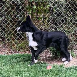 Border Collies from Epic Borders