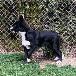 Border Collies from Epic Borders