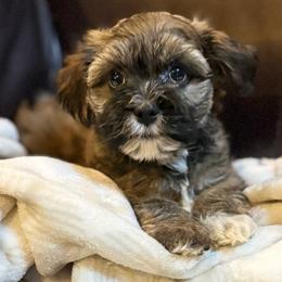 Teddy - Gold sable male Havanese puppy in Lancaster, South Carolina from 3 Bs Havanese-PUPPIES with  PURPOSE
