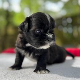 Boy 3 - Black and white male Shih Tzu puppy in Mobile, Alabama from FluffyTail Shih Tzu
