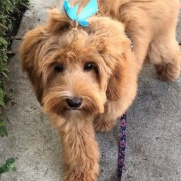 Australian Labradoodles from Pine Lodge Labradoodles
