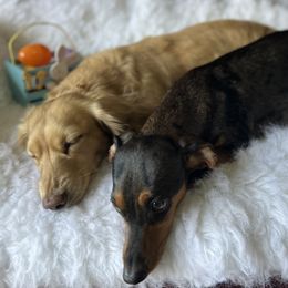 Dachshund All Grown Up from Wilson’s Wieners